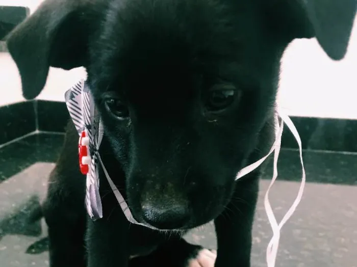 Cachorro ra a Sem raça  idade 2 a 6 meses nome Cachorrinha 