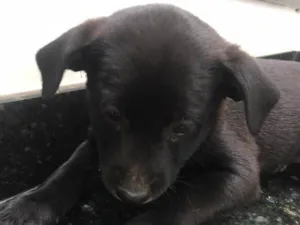 Cachorro raça Sem raça definida idade 2 a 6 meses nome Cachorrinhos 