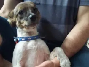 Cachorro raça Indefinida idade 2 anos nome Frida