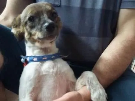 Cachorro ra a Indefinida idade 2 anos nome Frida