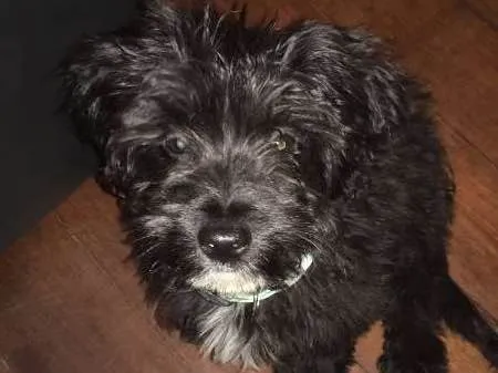 Cachorro ra a Yorkipoo idade 2 a 6 meses nome Peludinho