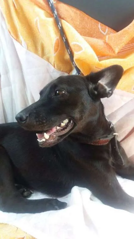 Cachorro ra a srd idade 2 anos nome preta
