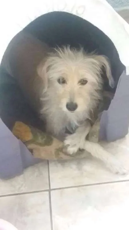 Cachorro ra a srd idade 2 anos nome lexa
