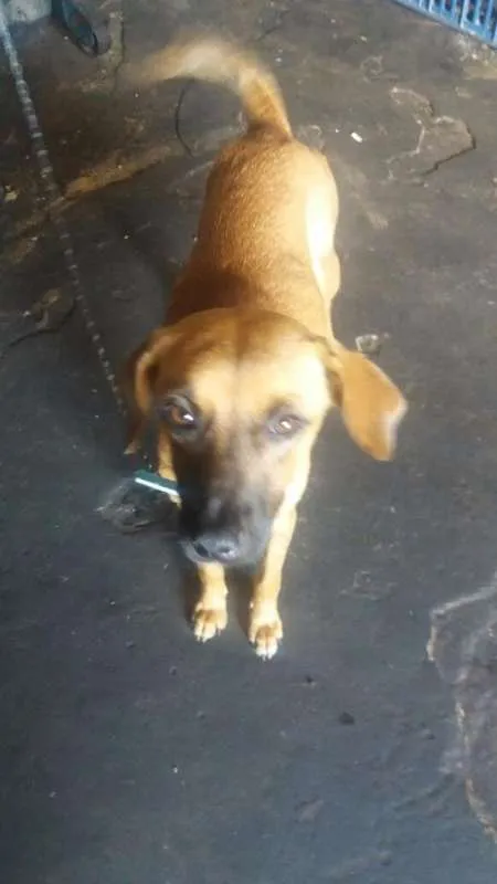 Cachorro ra a srd idade 1 ano nome amarela