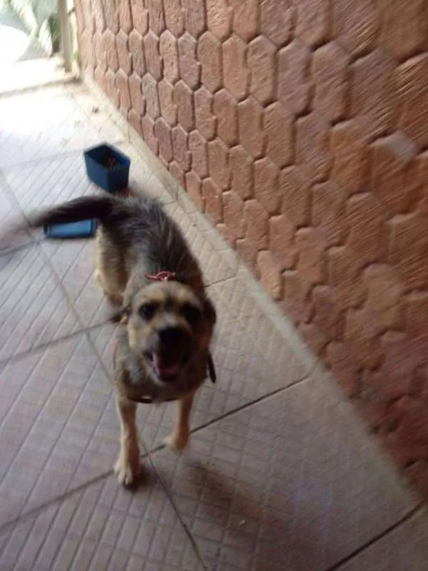 Cachorro ra a srd idade 2 anos nome ted
