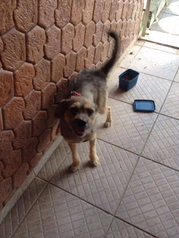 Cachorro ra a srd idade 2 anos nome ted