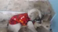 simba