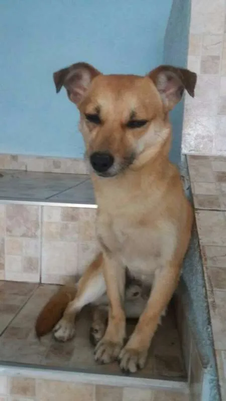 Cachorro ra a srd idade 2 anos nome banze