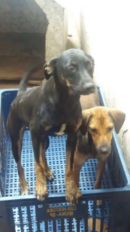 Cachorro ra a srd idade 2 anos nome cara preta e nega 