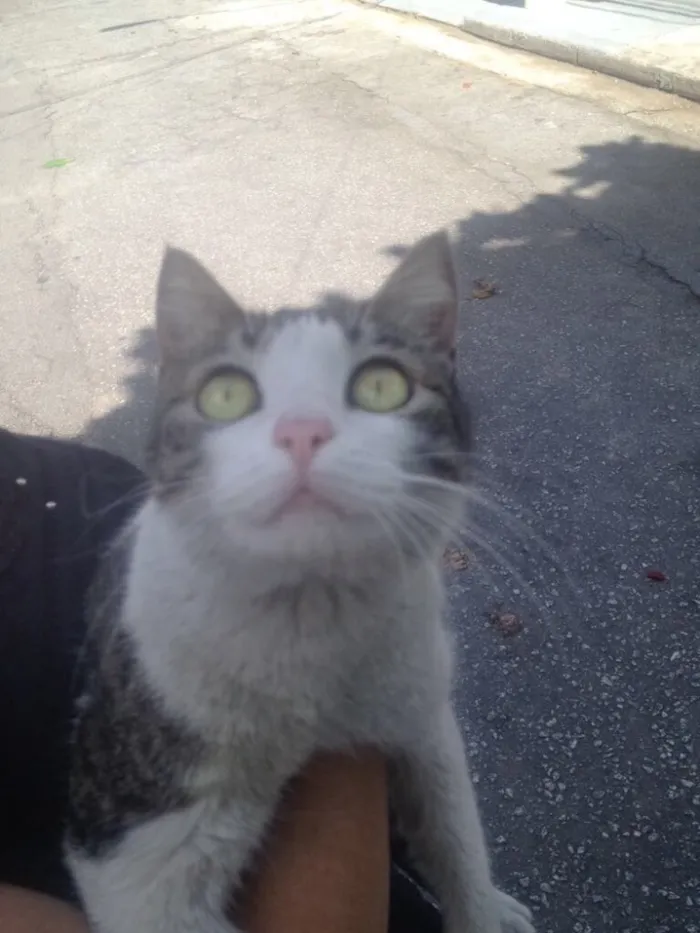 Gato ra a Srd idade  nome Olívia