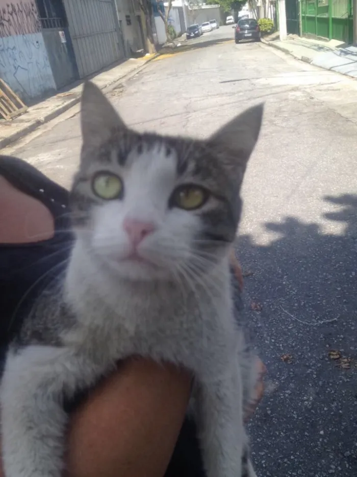 Gato ra a Srd idade  nome Olívia