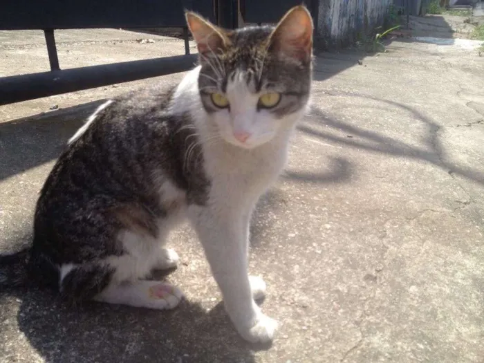 Gato ra a Srd idade  nome Olívia