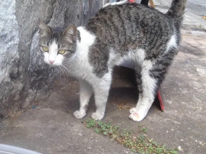 Gato ra a Srd idade  nome Olívia