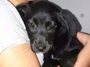 Cachorro raça Mistura se Labrador com Vira l idade Abaixo de 2 meses nome Sem nomes