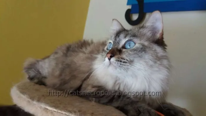 Gato raça srd idade 3 anos nome Amandita