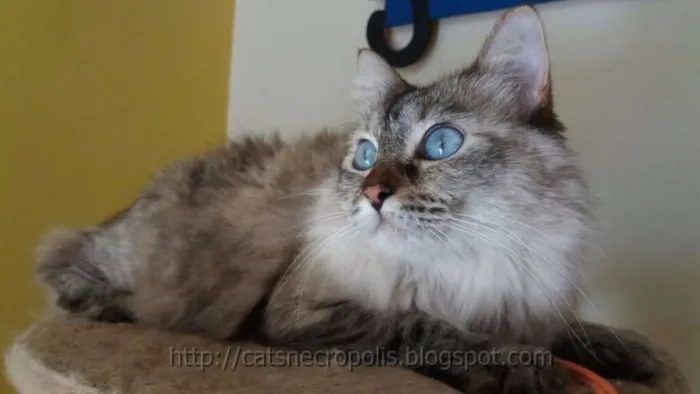 Gato raça srd idade 3 anos nome Amandita