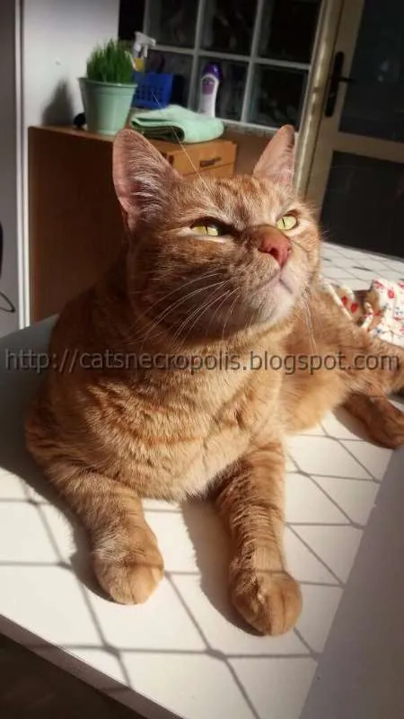 Gato ra a srd idade 3 anos nome Suflair