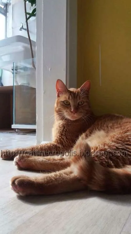 Gato ra a srd idade 3 anos nome Suflair