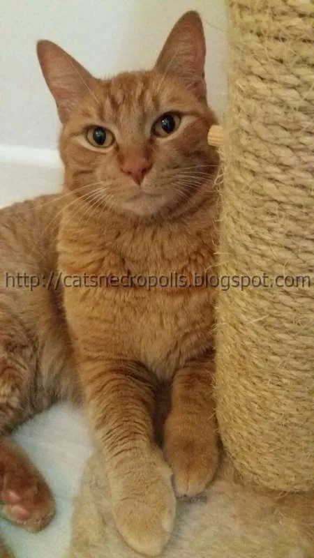 Gato ra a srd idade 3 anos nome Suflair