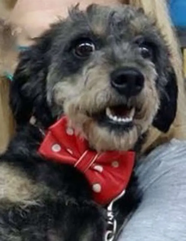 Cachorro ra a  idade 1 ano nome Jully Pequenina