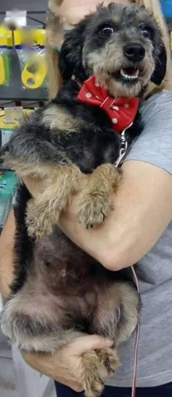 Cachorro ra a  idade 1 ano nome Jully Pequenina