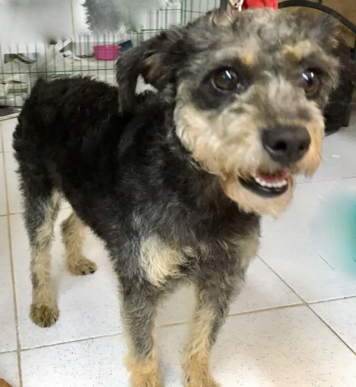 Cachorro ra a  idade 1 ano nome Jully Pequenina