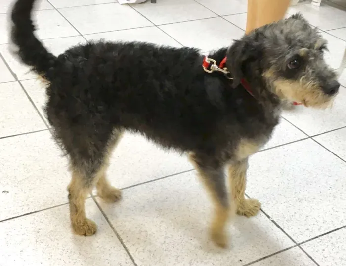 Cachorro ra a  idade 1 ano nome Jully Pequenina