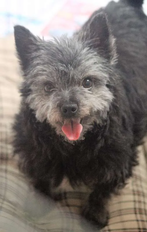 Cachorro ra a  idade 2 anos nome Pingo Miniatura