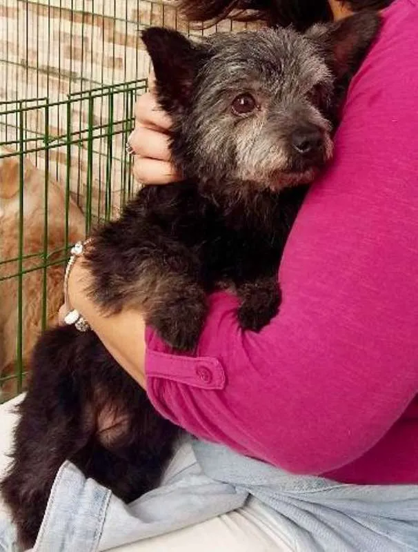 Cachorro ra a  idade 2 anos nome Pingo Miniatura