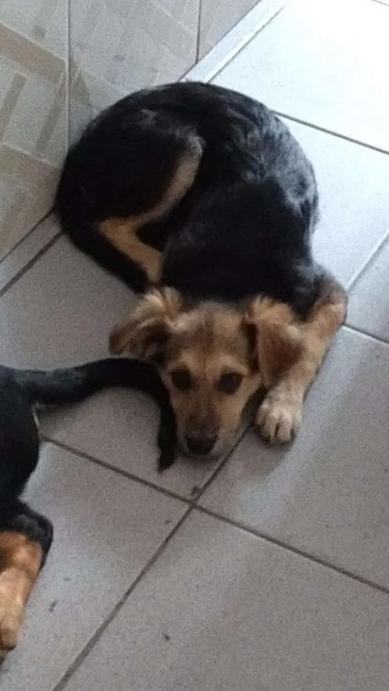 Cachorro ra a Não definida idade 2 a 6 meses nome Clarinha
