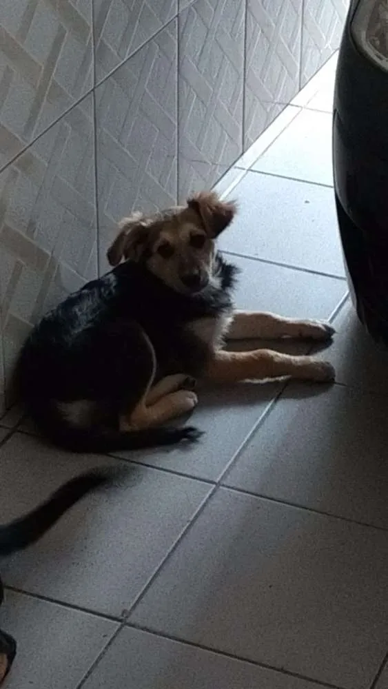 Cachorro ra a Não definida idade 2 a 6 meses nome Clarinha