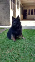 Lobo