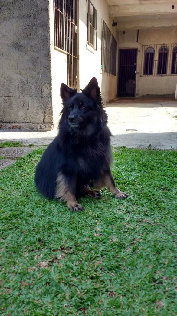 Cachorro ra a srd idade 3 anos nome Lobo