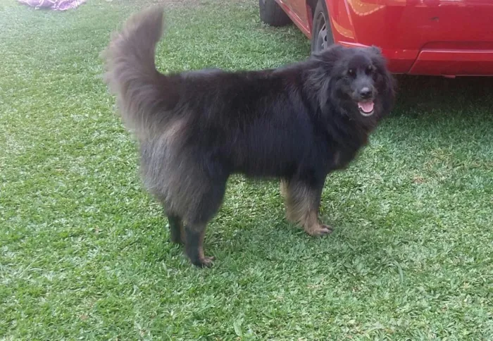 Cachorro ra a srd idade 3 anos nome Lobo
