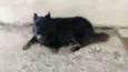Lobo