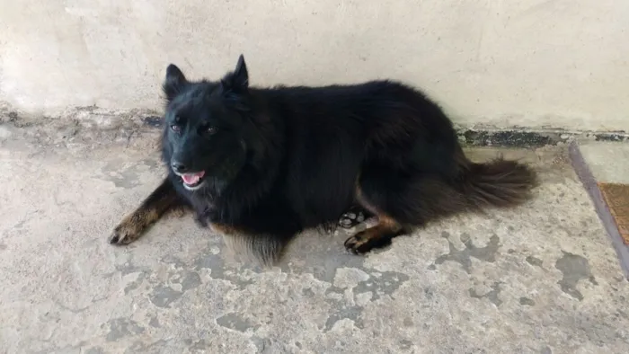 Cachorro ra a srd idade 3 anos nome Lobo