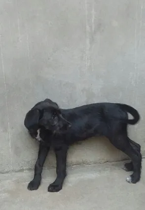 Cachorro ra a srd idade 2 a 6 meses nome Hanna