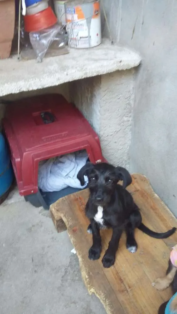 Cachorro ra a srd idade 2 a 6 meses nome Hanna