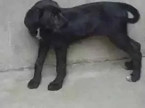 Cachorro ra a srd idade 2 a 6 meses nome Hanna