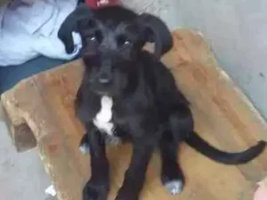 Cachorro raça srd idade 2 a 6 meses nome Hanna