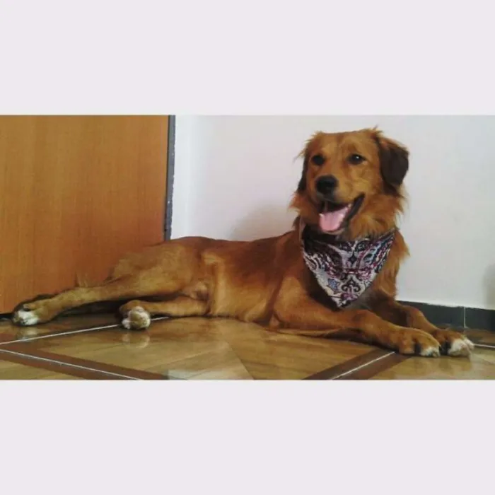 Cachorro raça Golden retrieverr idade 3 anos nome Davi