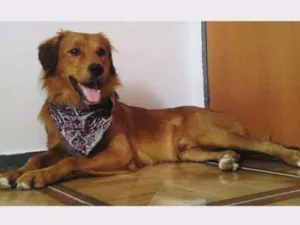 Cachorro raça Golden retrieverr idade 3 anos nome Davi