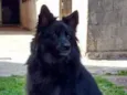 Lobo