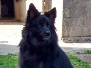 Cachorro raça srd idade 3 anos nome Lobo