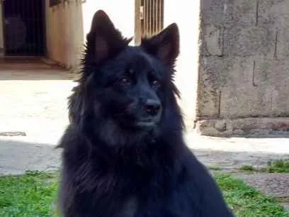 Cachorro ra a srd idade 3 anos nome Lobo