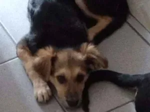 Cachorro raça Não definida idade 2 a 6 meses nome Clarinha