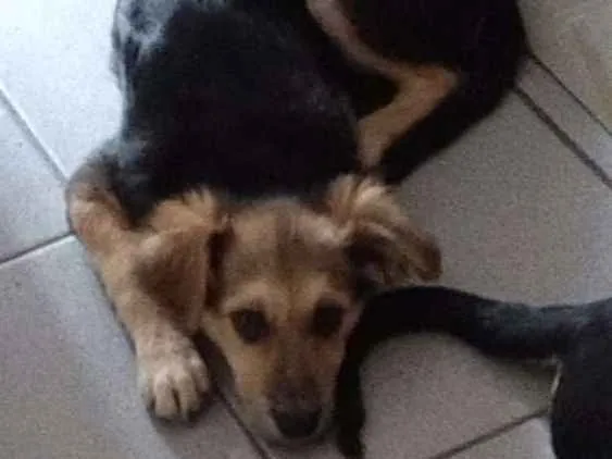 Cachorro ra a Não definida idade 2 a 6 meses nome Clarinha