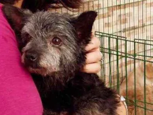 Cachorro raça  idade 2 anos nome Pingo Miniatura
