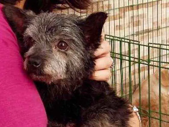 Cachorro ra a  idade 2 anos nome Pingo Miniatura