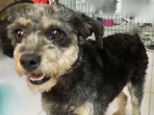 Cachorro raça  idade 1 ano nome Jully Pequenina